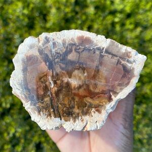 Petrified Wood Stump Display Stand